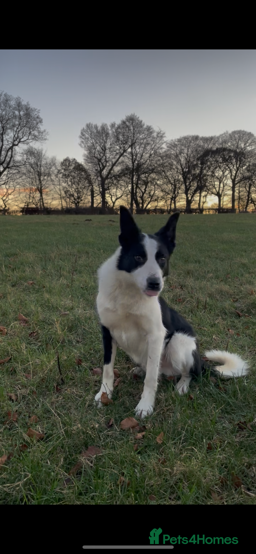 Border Collie dogs for sale: ISDS Registered Border Collie Male - Advert 2