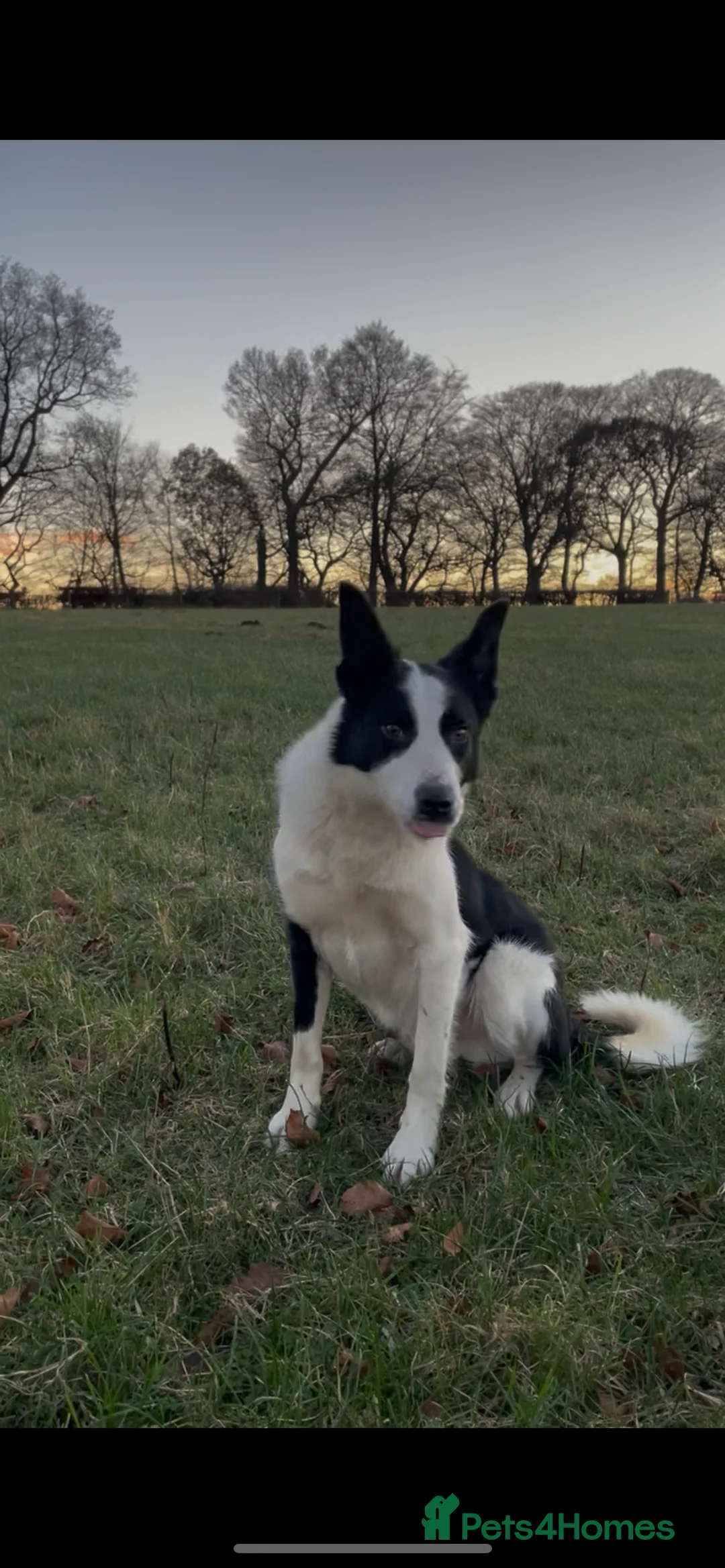 Border Collie dogs for sale: ISDS Registered Border Collie Male - Advert 2