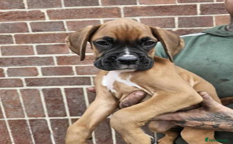 Boxer dogs - Advert 1