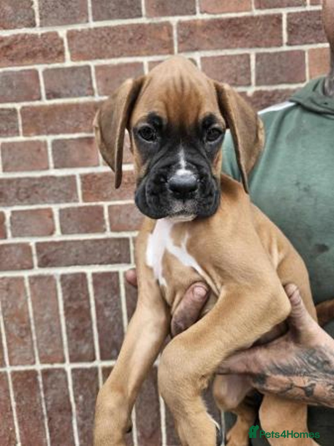 Boxer dogs for sale: Adorable Boxer Puppies Available  - Image 1