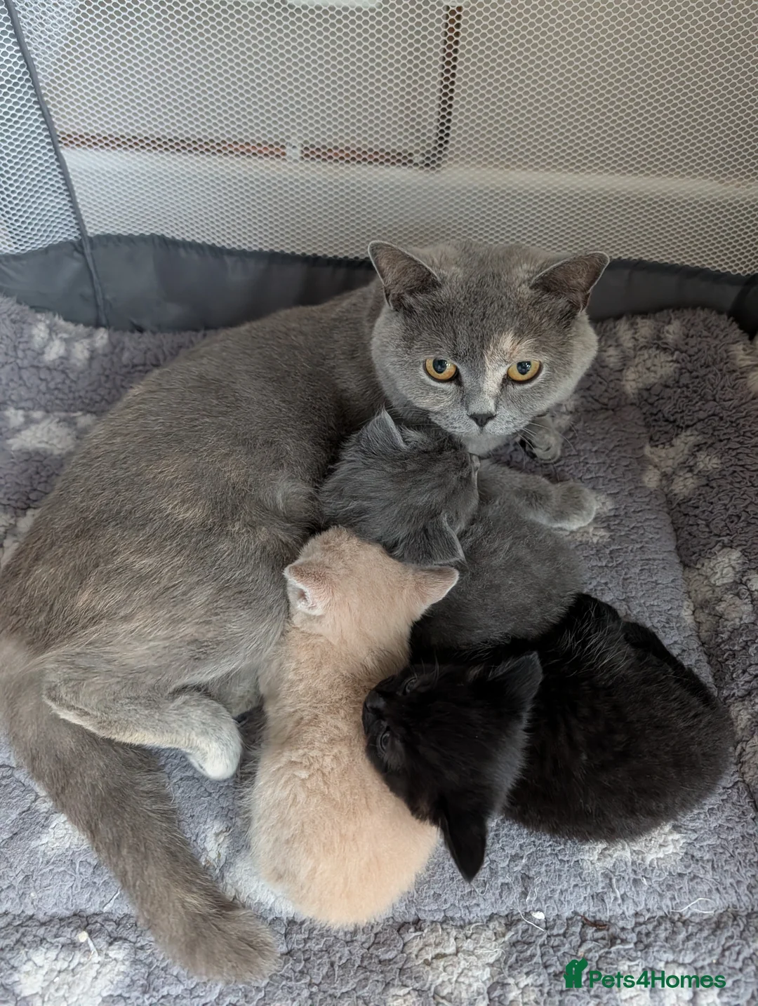 British Shorthair cats for sale: Pedigree British Shorthair Kittens in Cardiff - Advert 1