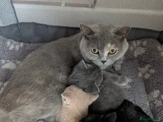 British Shorthair cats Pedigree British Shorthair Kittens - Advert 1