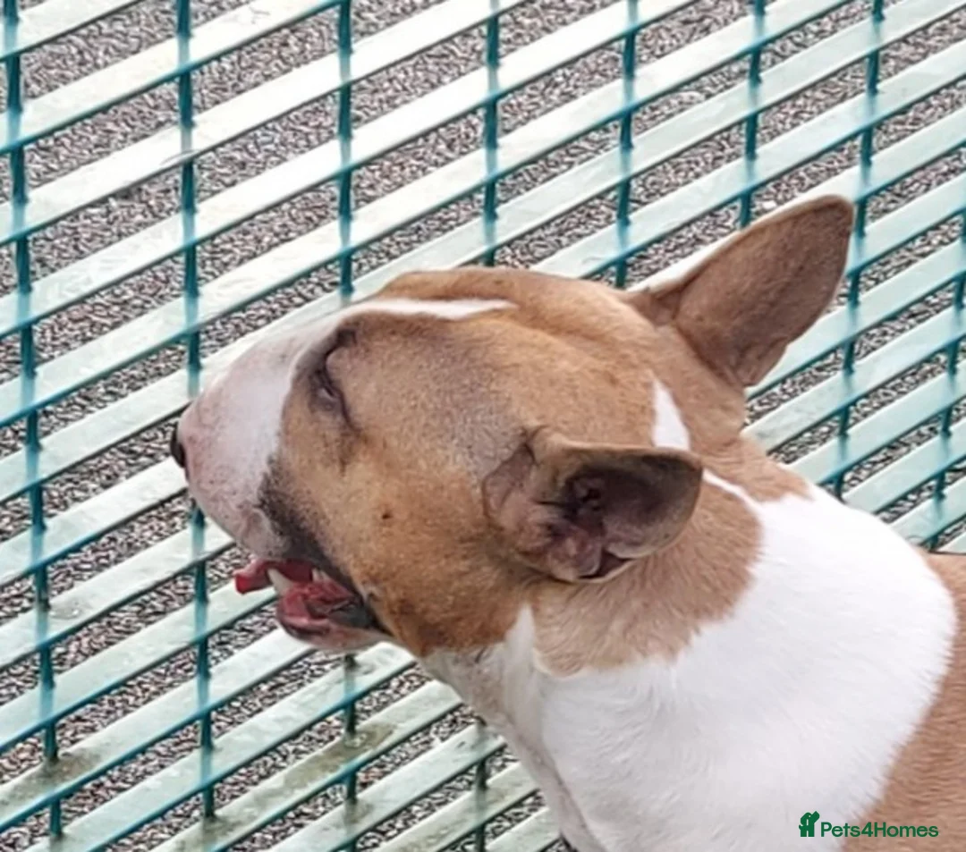 English Bull Terrier dogs for stud: Quality Kc Registered Red & White in Southampton - Advert 9