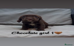 Cocker Spaniel dogs for sale: Cocker spaniel puppies for sale - Image 12