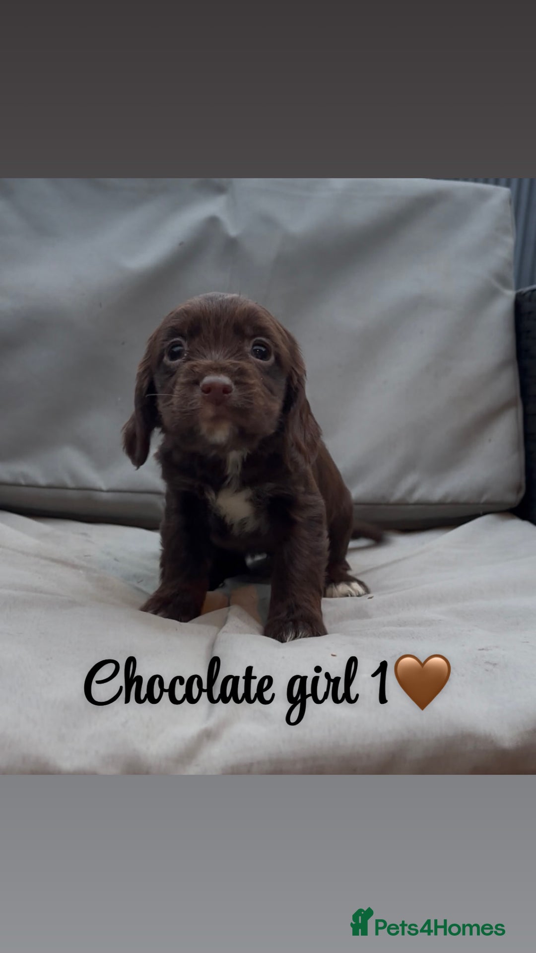 Cocker Spaniel dogs for sale: Cocker spaniel puppies for sale - Image 12
