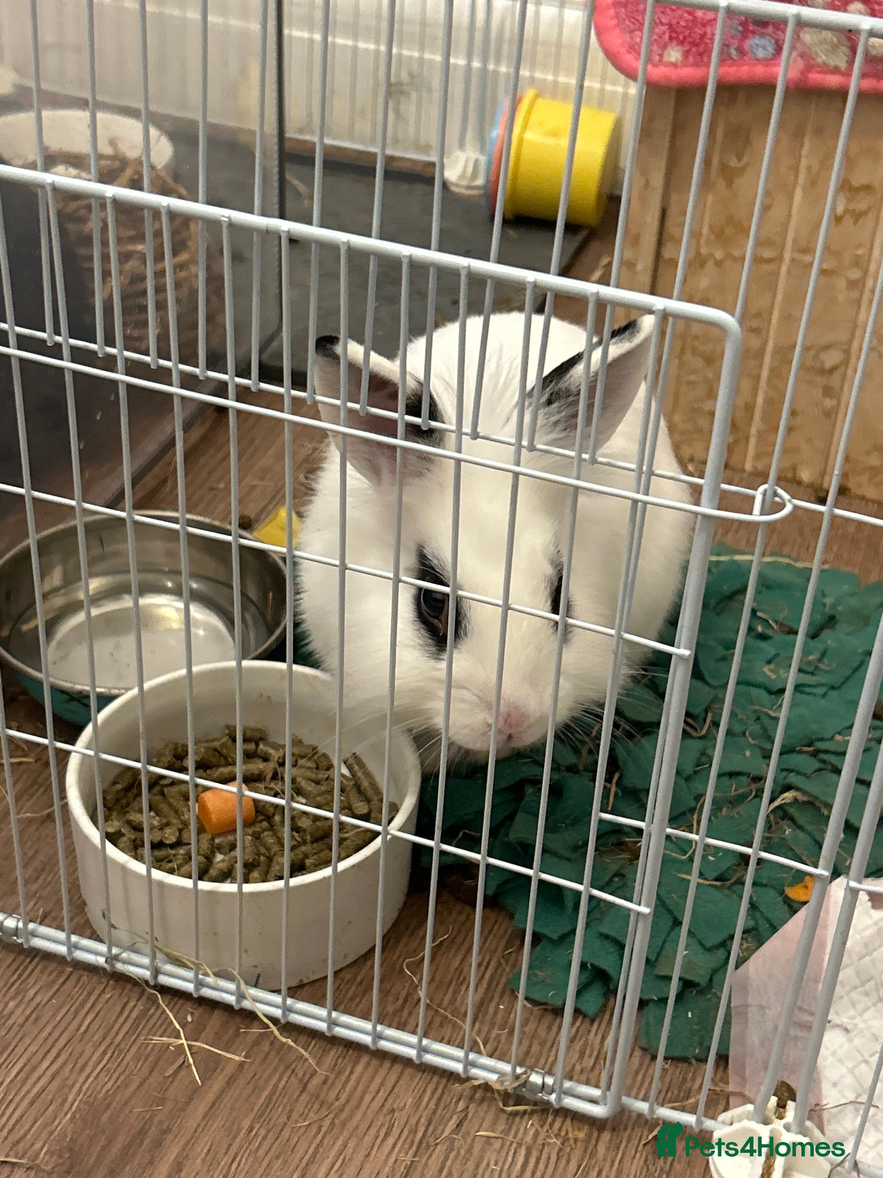 Mixed Breed rabbits 2 male bunnies bonded, for sale  - Advert 1