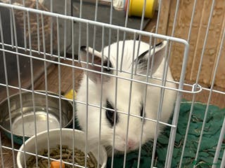 Mixed Breed rabbits 2 male bunnies bonded, for sale - Advert 12