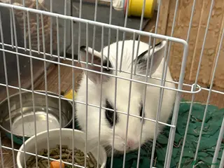 Mixed Breed rabbits 2 male bunnies bonded, for sale - Advert 17