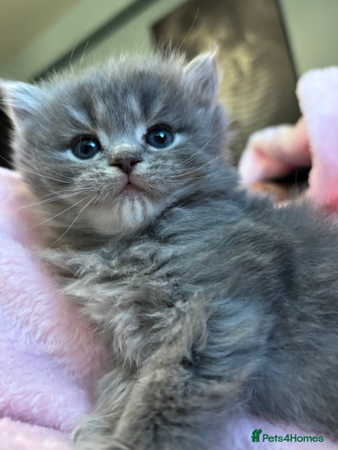 Scottish Fold cats for sale: Beautiful thick coated kittens  - Advert 5