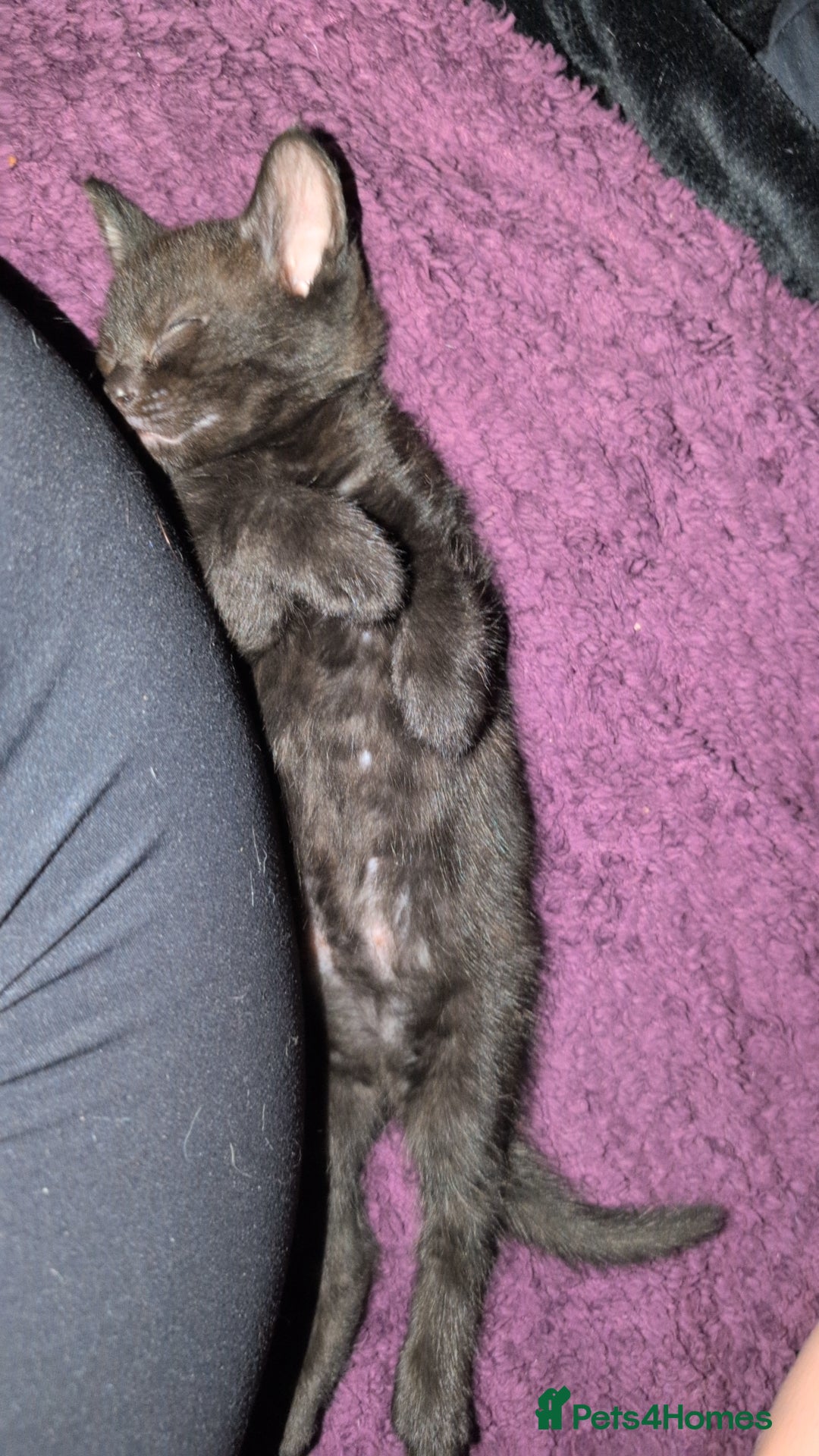 Bombay cats for sale: Black Bombay Male Kitten - Image 4