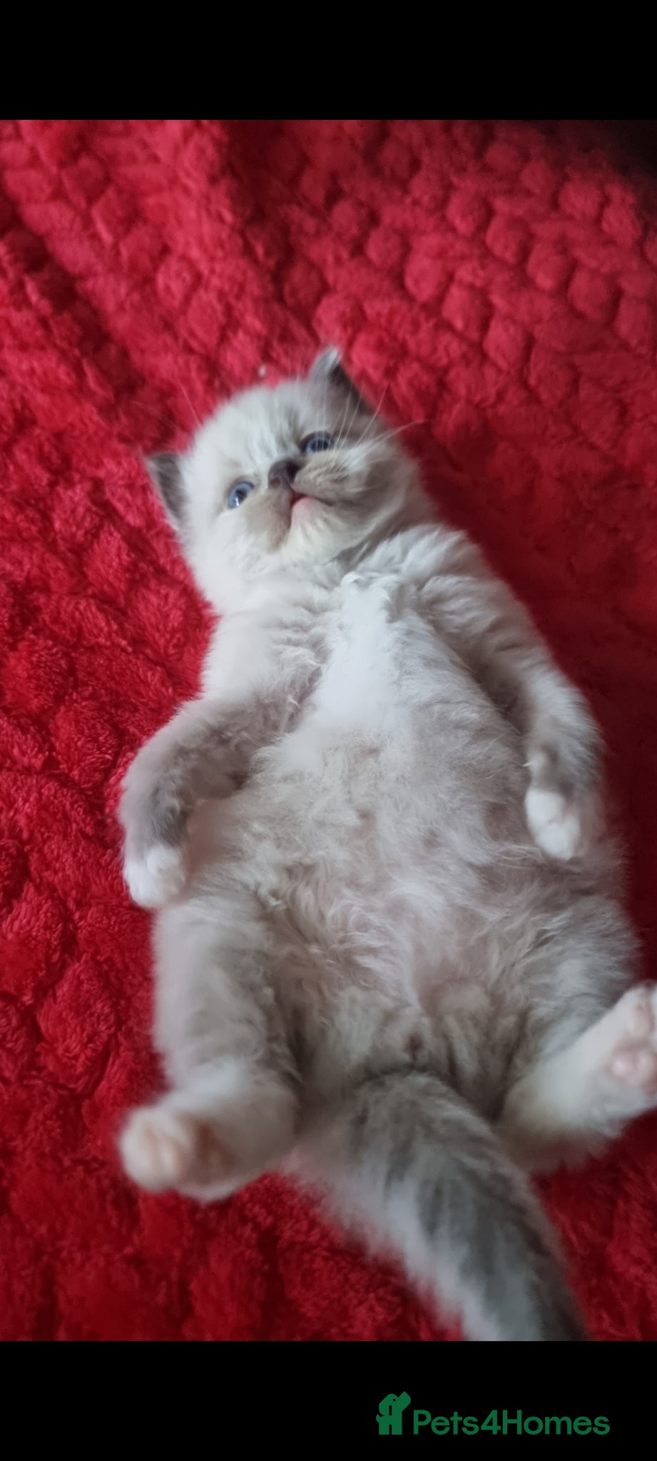 Ragdoll cats for sale: Ragdoll  - Advert 17