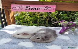 Guinea Pig rodents for sale: Beautiful pairs of baby girl guinea pigs  - Image 3