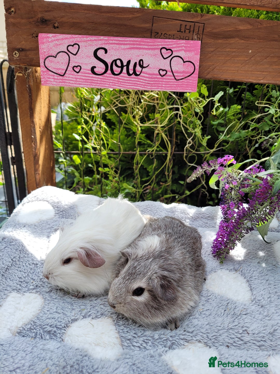 Guinea Pig rodents for sale: Beautiful pairs of baby girl guinea pigs  - Image 3