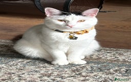 Mixed Breed cats for sale: Stan - Friendly and loved unable to keep - Image 2