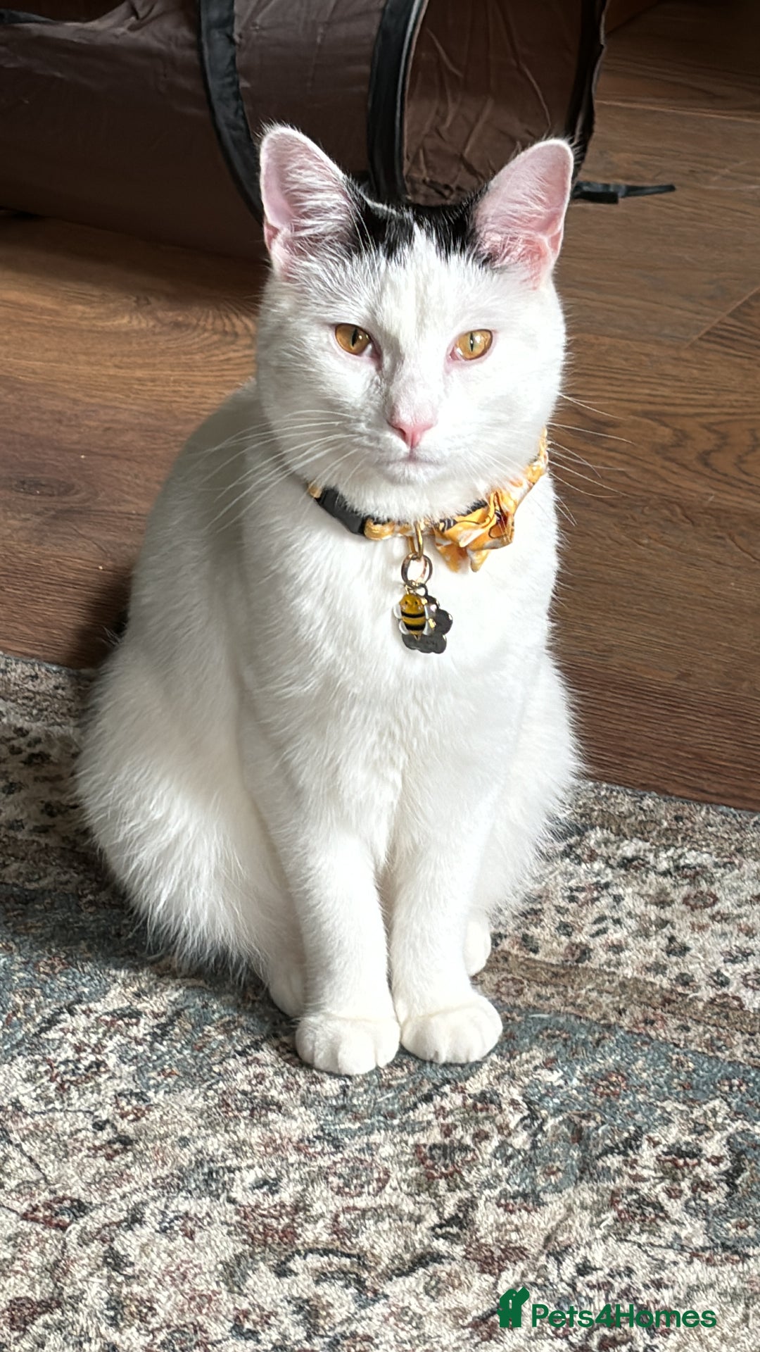 Mixed Breed cats for sale: Stan - Friendly and loved unable to keep - Image 2