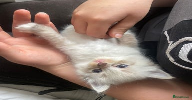 Ragdoll cats - Advert 13