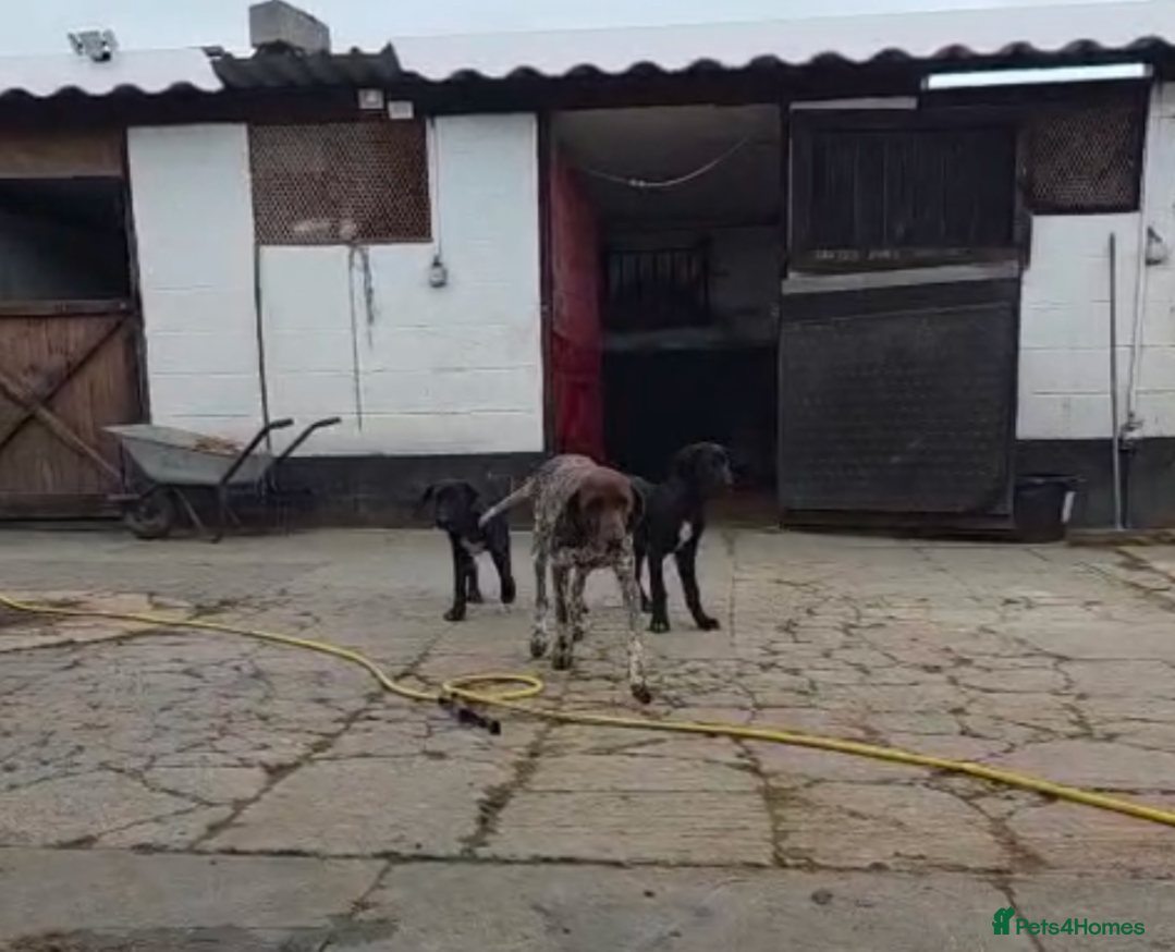 Mixed Breed dogs Gsp mix  - Advert 2