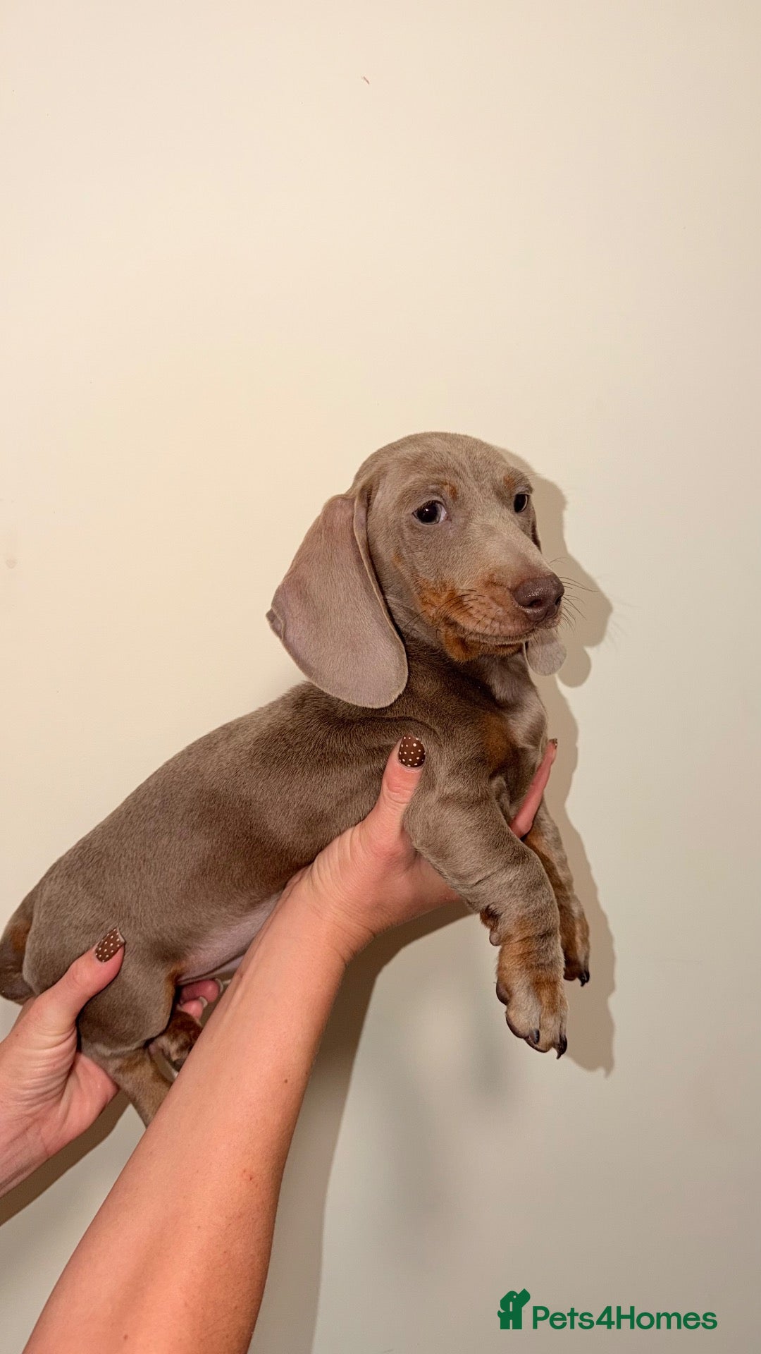 Dachshund dogs Miniature Dachshund Puppies - Advert 2