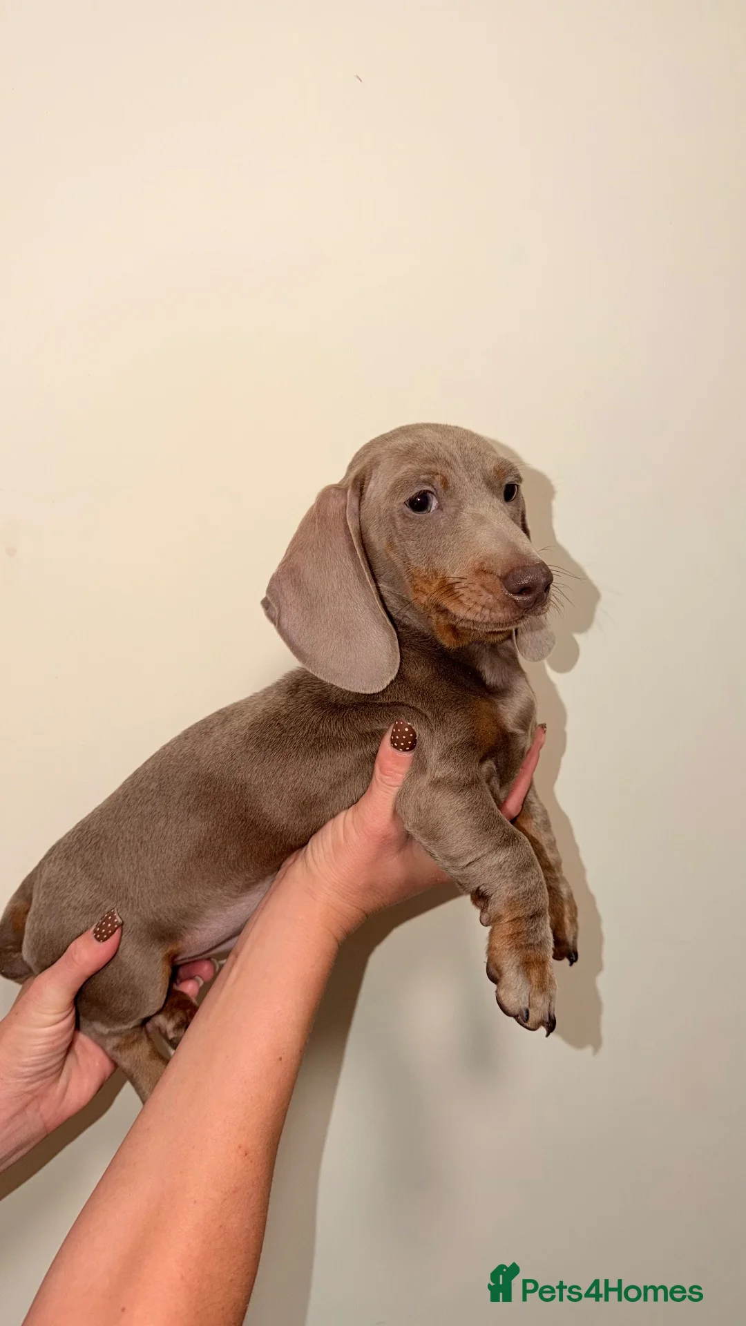 Dachshund dogs for sale: Miniature Dachshund Puppies - Advert 2