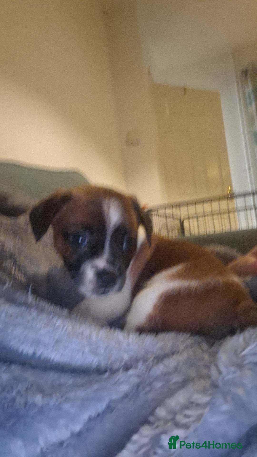 Mixed Breed dogs for sale: 🐾 Gorgeous Mixed-Breed Puppies – 🐾 - Advert 11