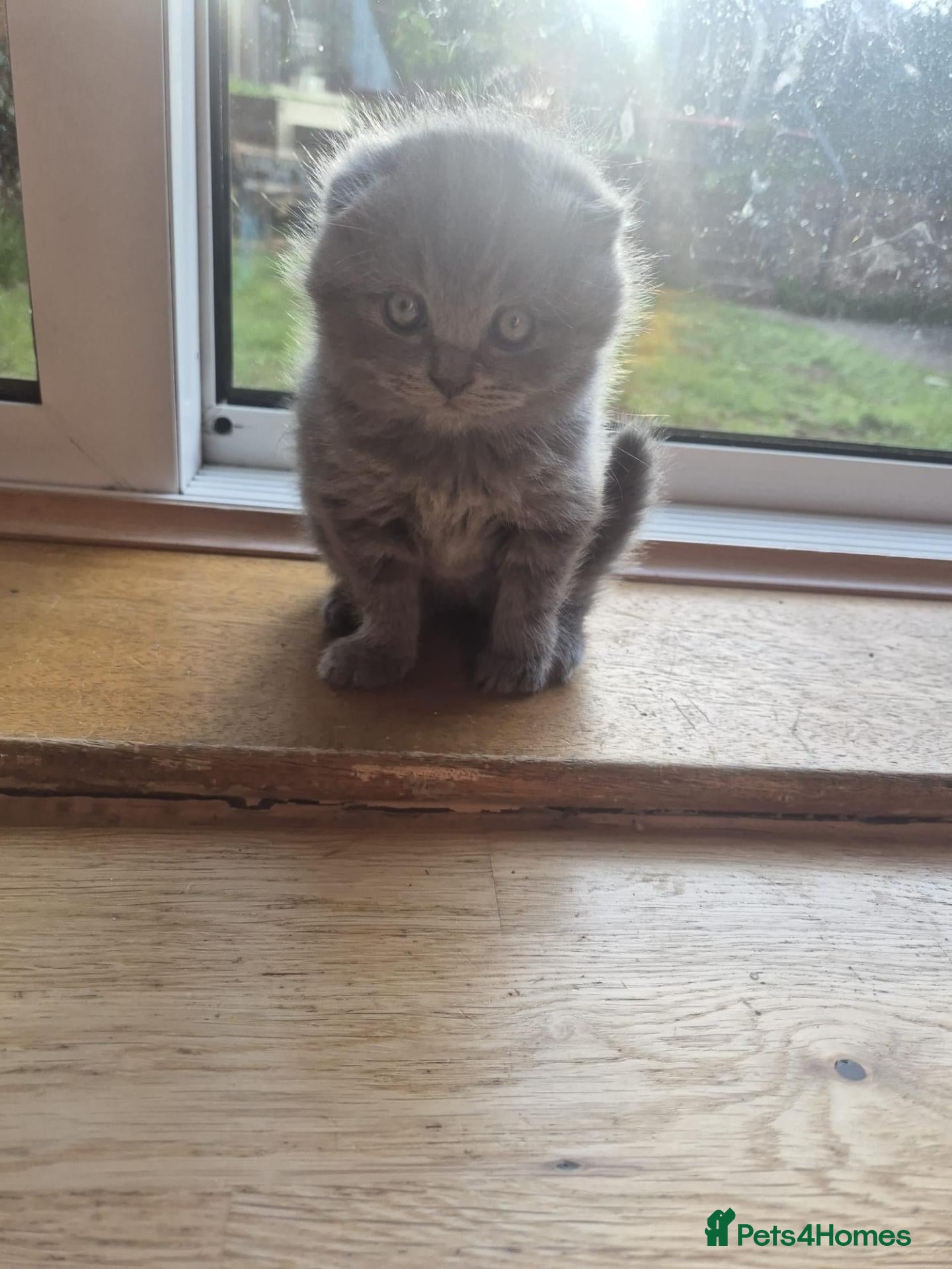 British Shorthair cats Scottish cats girl boy short, longhair  - Advert 10
