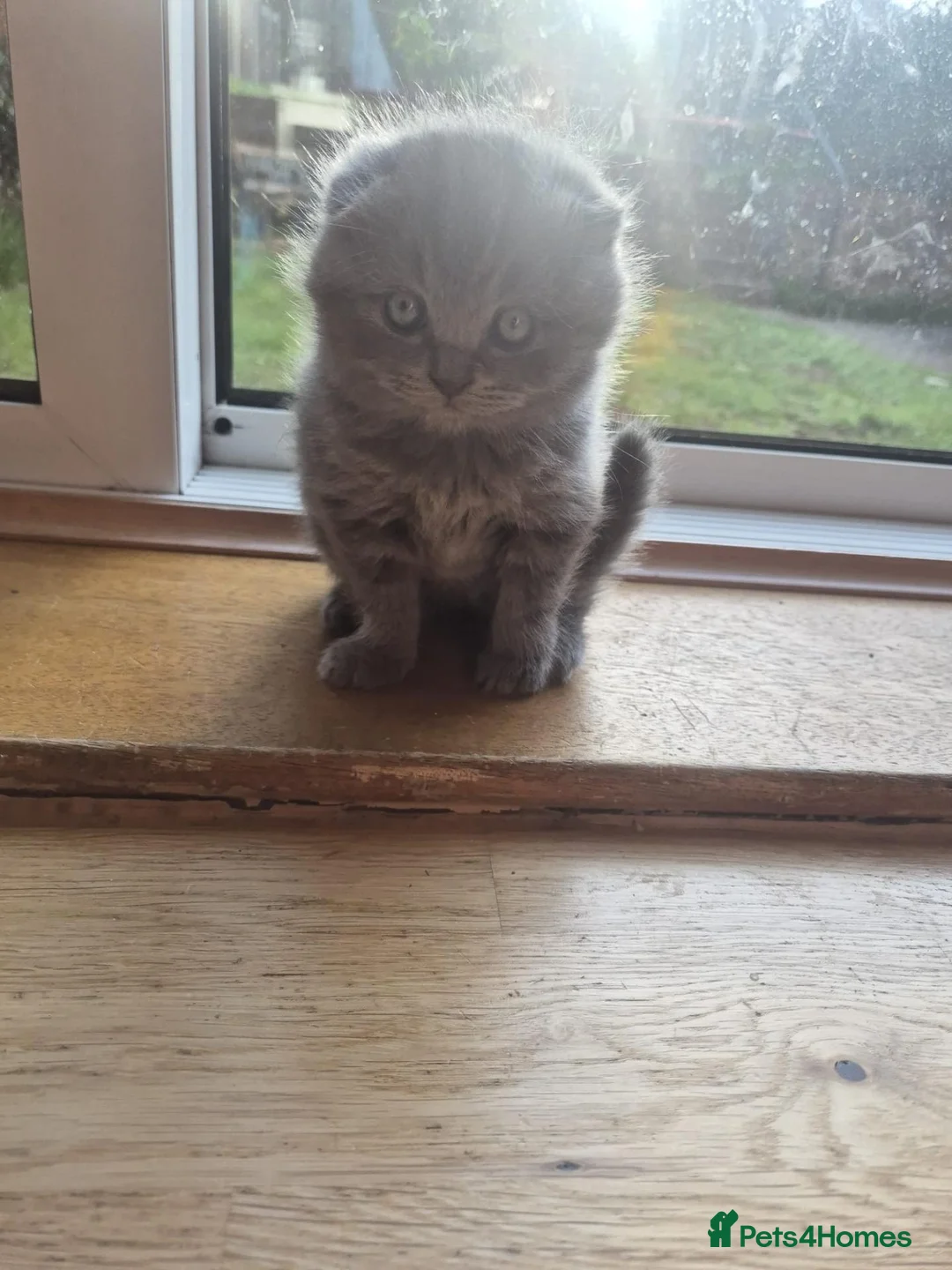 British Shorthair cats for sale: Scottish cats girl boy short, longhair  in Nottingham - Advert 1