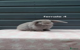 Mini Lop rabbits for sale: Gorgeous mini lop rabbits ready now  - Image 7