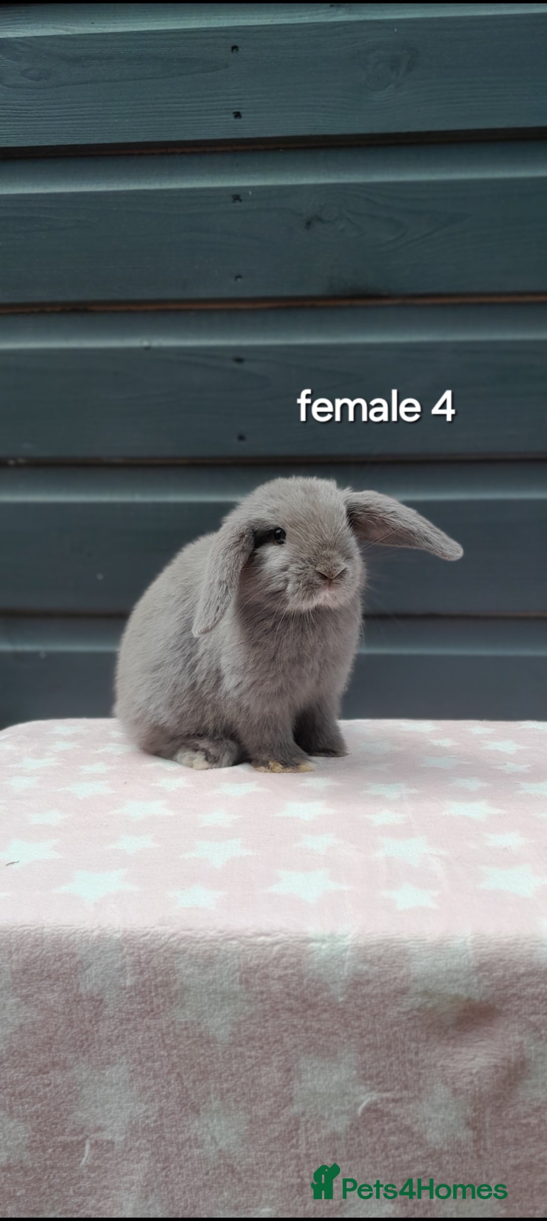 Mini Lop rabbits for sale: Gorgeous mini lop rabbits ready now  - Image 7