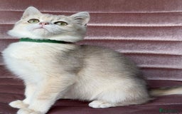 British Shorthair cats for sale: Stunning BSH golden/silver Kittens TICA - Advert 31