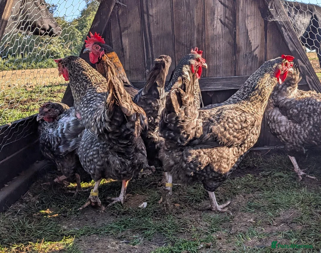 Chickens poultry for sale: Marans hens  - Advert 7