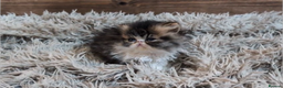 Persian cats for sale: Persian Kittens For Sale - Advert 11