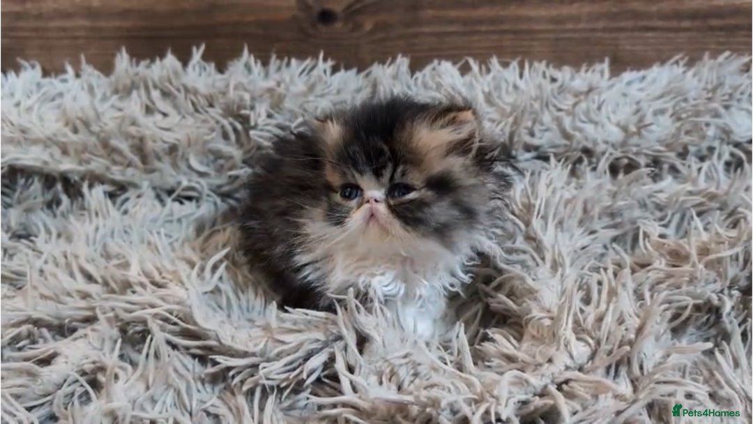Persian cats for sale: Persian Kittens For Sale - Advert 11
