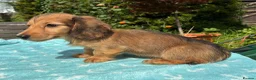 Miniature Dachshund dogs for sale: GORGEOUS KC reg PRA CLEAR MINI DACHSHUND PUPPIES - Advert 5