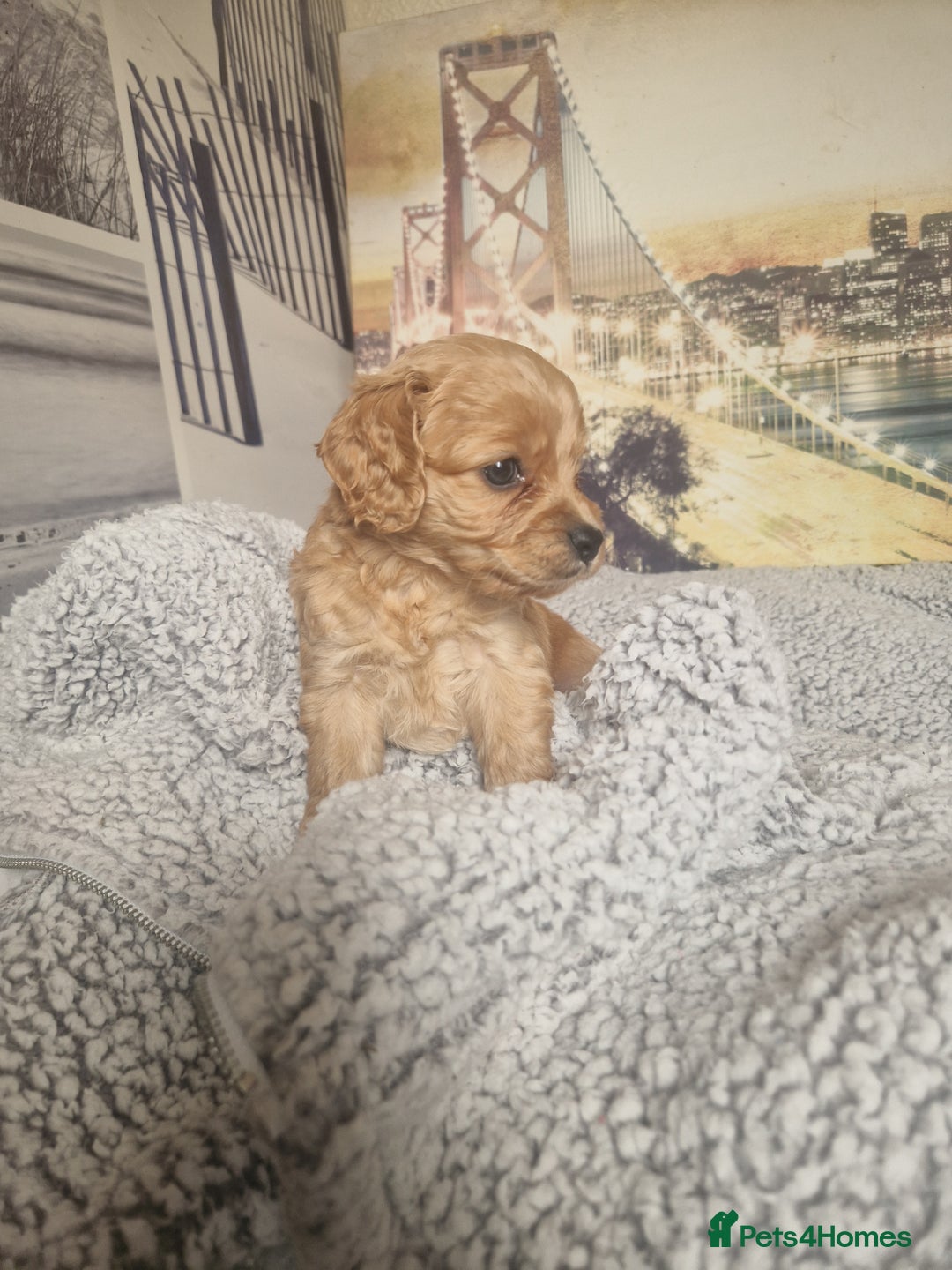 Cockapoo dogs for sale: 4 outstanding cockerpoos  - Image 25