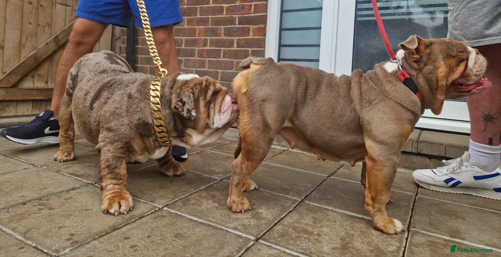 English Bulldog dogs ✨ English Bulldog Puppies Exceptional Bloodlines ✨ - Advert 5