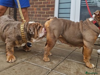 English Bulldog dogs ✨ English Bulldog Puppies Exceptional Bloodlines ✨ - Advert 5