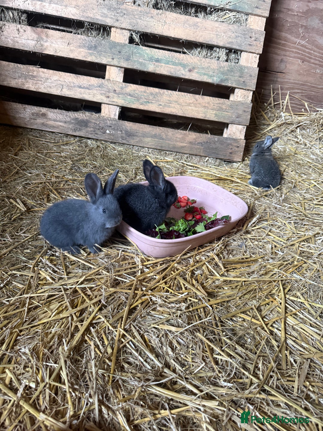 British Giant rabbits for sale: Giant rabbits  - Image 5