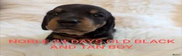 Miniature Dachshund dogs for sale: KC Reg Mini Dachshund Puppies –Loving Homes Only!  - Advert 9