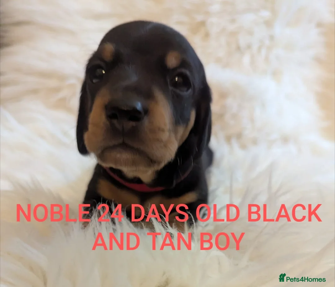 Miniature Dachshund dogs for sale: KC Reg Mini Dachshund Puppies –Loving Homes Only!  - Advert 9