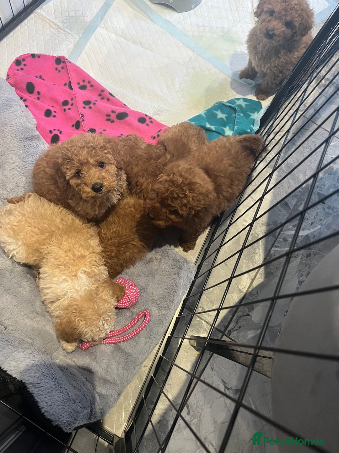 Miniature Poodle dogs for sale: Minature poodles (PRA Clear) - Advert 9