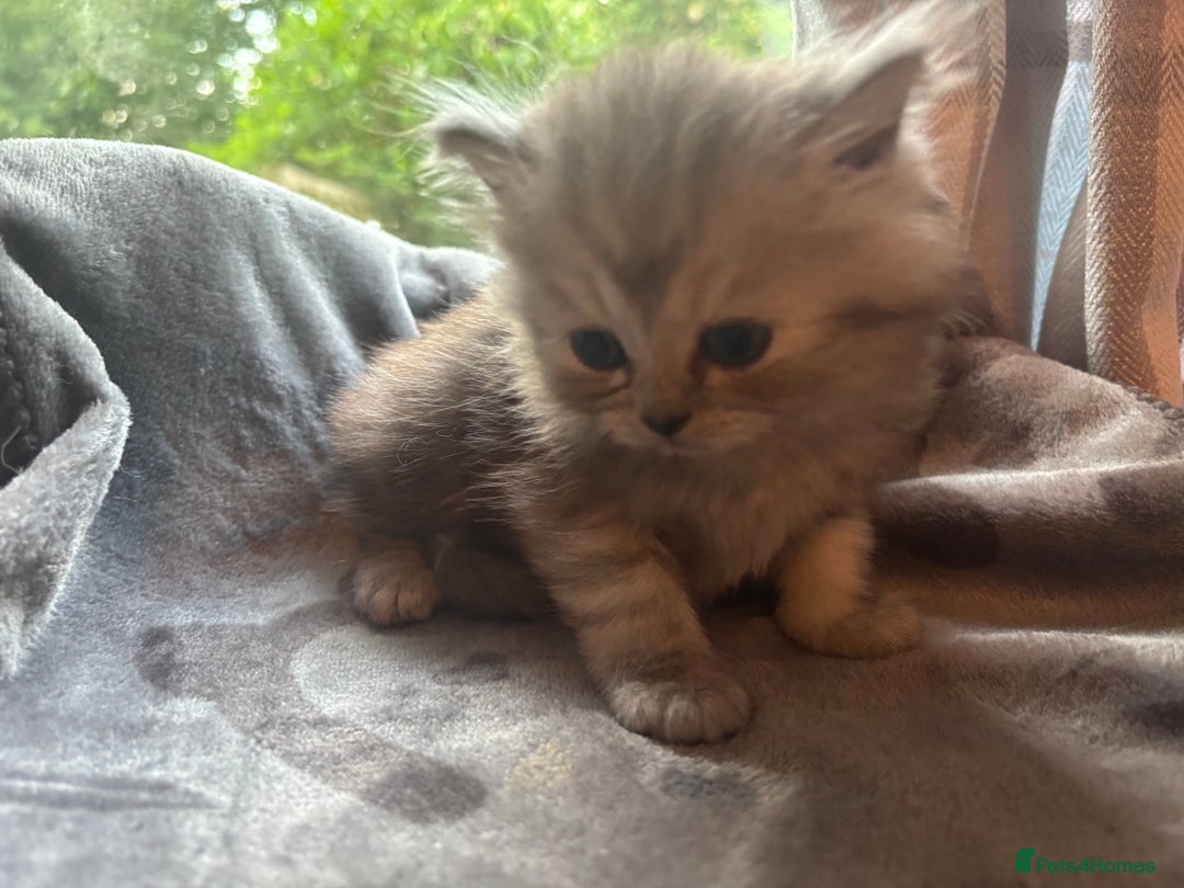 Persian cats for sale: Persian Ragdoll Kittens  - Image 20