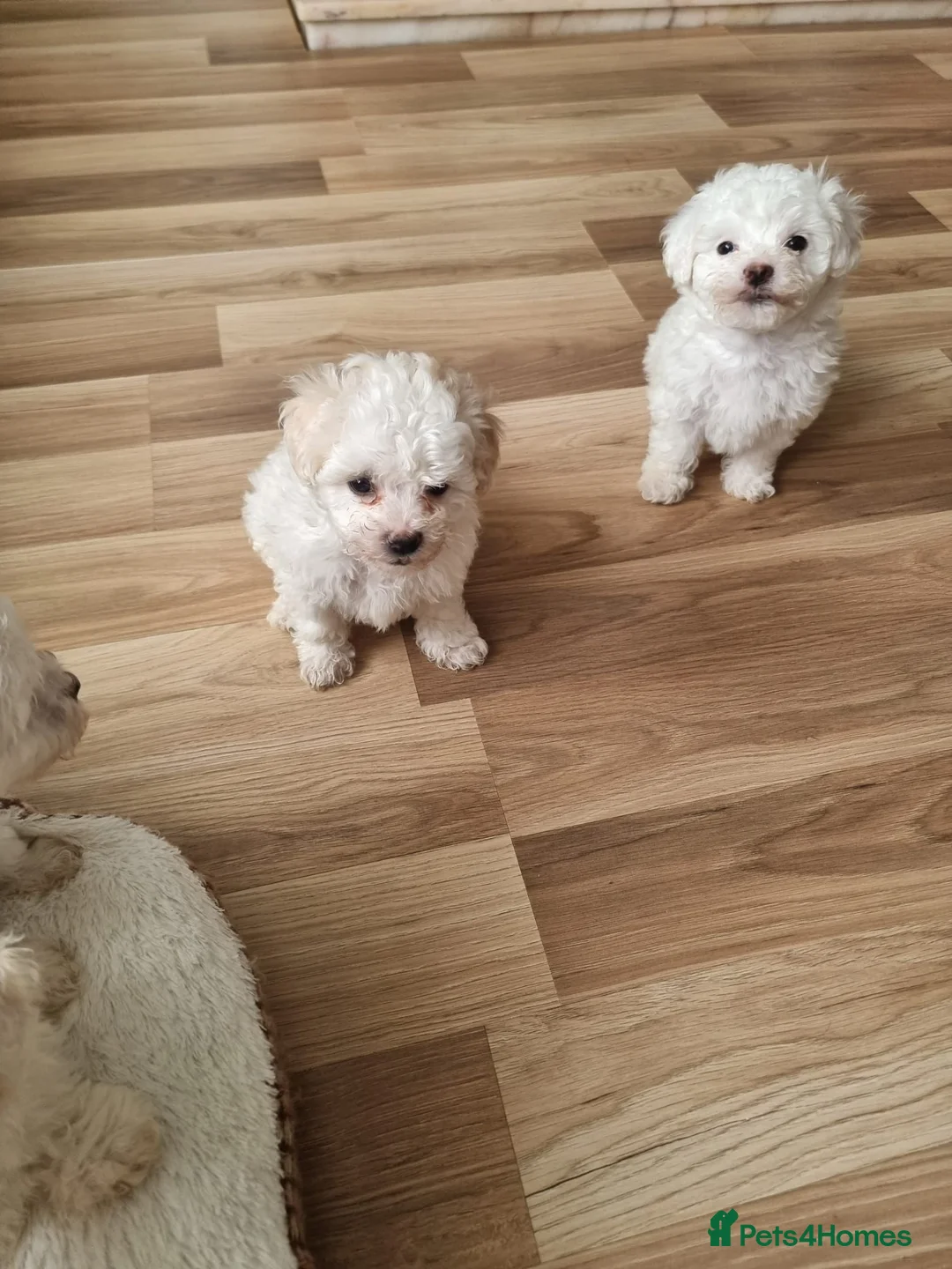 Bichon Frise dogs for sale: BICHON FRISE - Advert 11