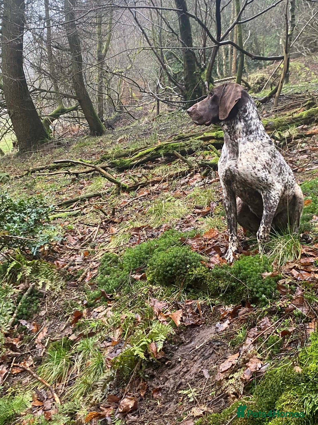 German Shorthaired Pointer dogs for sale: Kc reg beautiful pointers  - Advert 7
