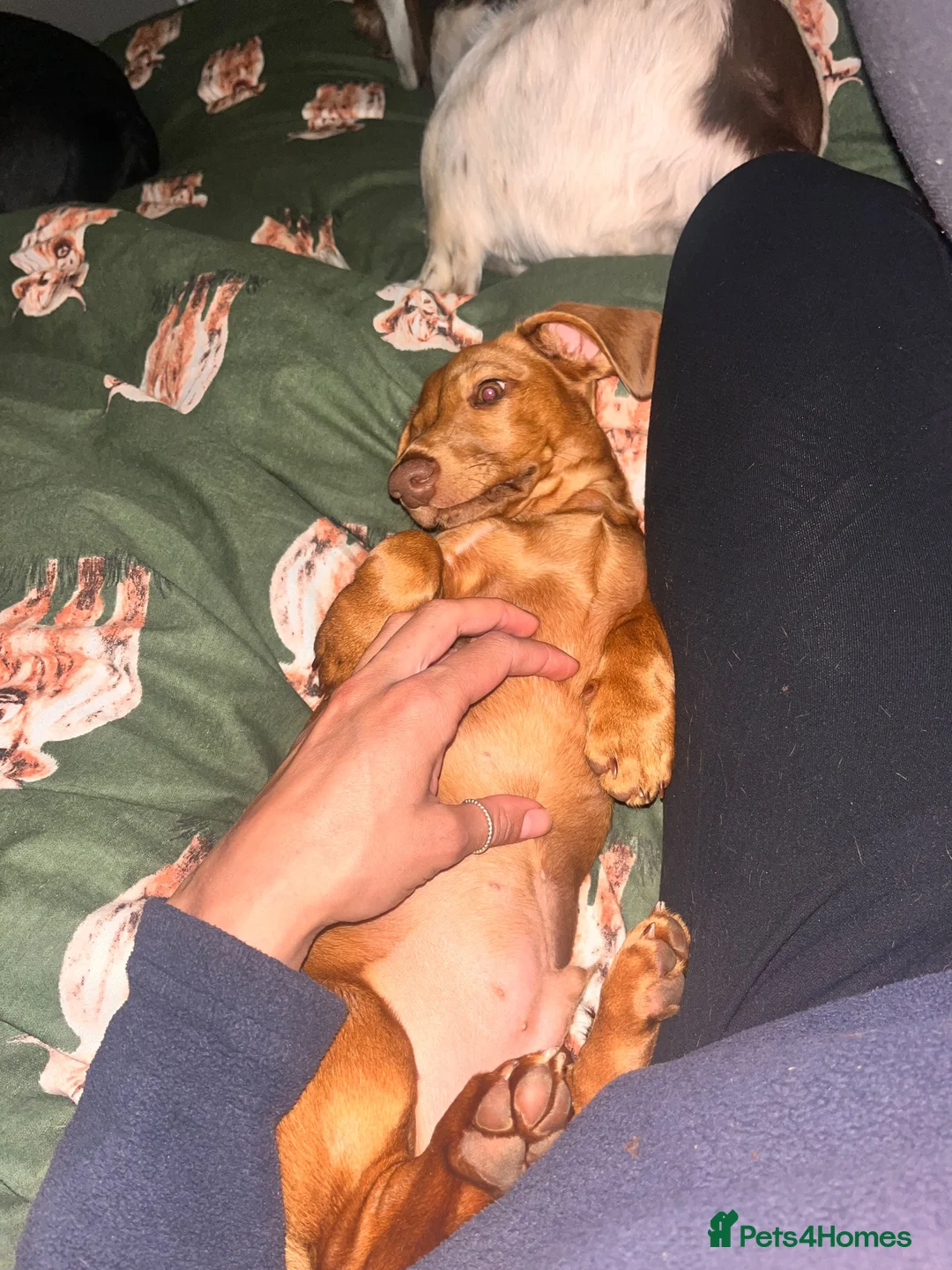 Dachshund dogs for sale: 1yr old Dachshund male  - Advert 5