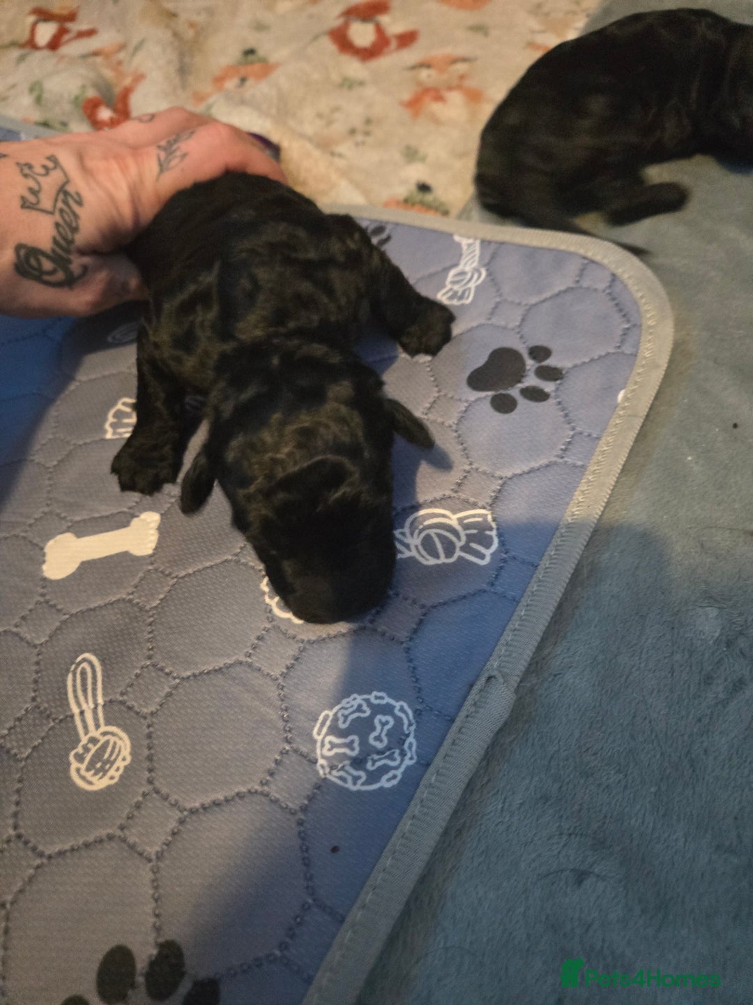 Cocker Spaniel dogs for sale: Cockerpoo pups  - Advert 8