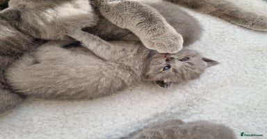 British Shorthair cats - Advert 10