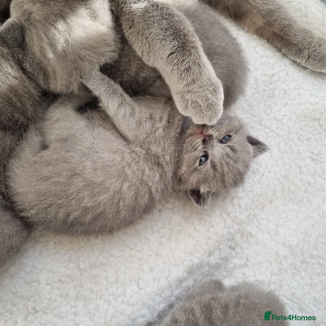 British Shorthair cats for sale: Beautiful British Short hair Blue kittens for sale - Image 9