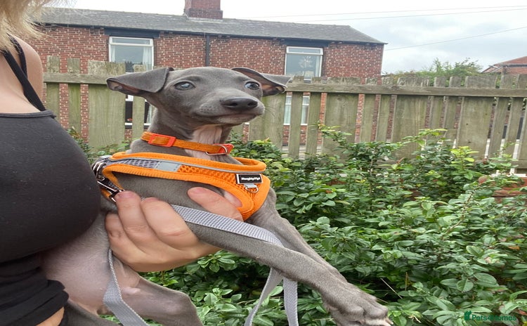 Italian Greyhound dogs - Advert 1
