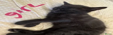 Bengal 8