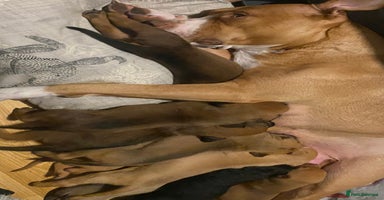 Mixed Breed dogs - Advert 13